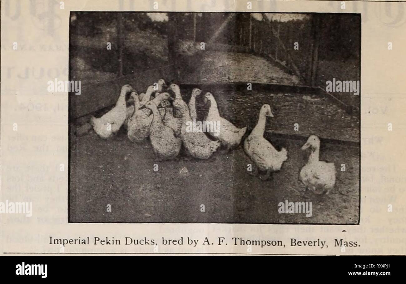 The Eastern poultryman (1904 Stock Photo Alamy