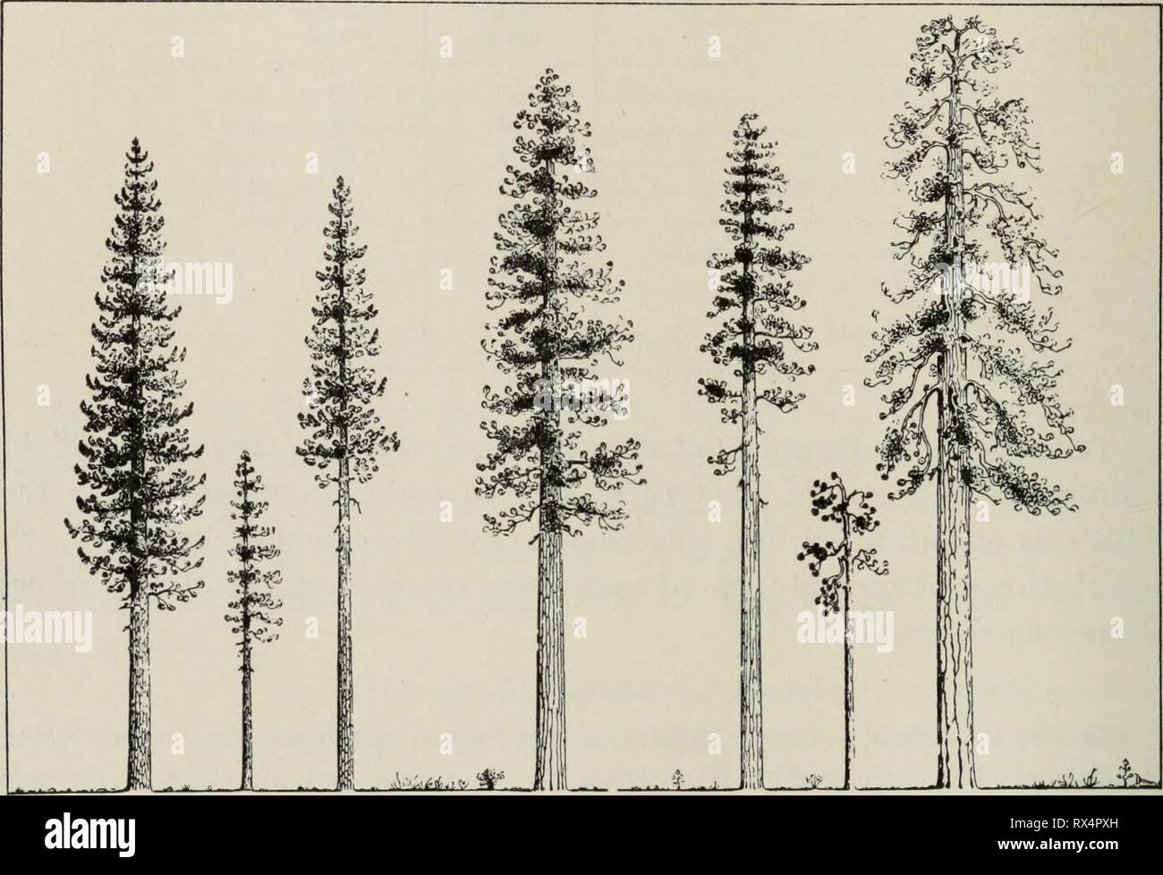 Effect of partial cutting in Effect of partial cutting in the virgin stand  upon the growth and taper of western yellow pine effectofpartialc540schu  Year: 1932 6 University of California—Experiment Station Class 2: