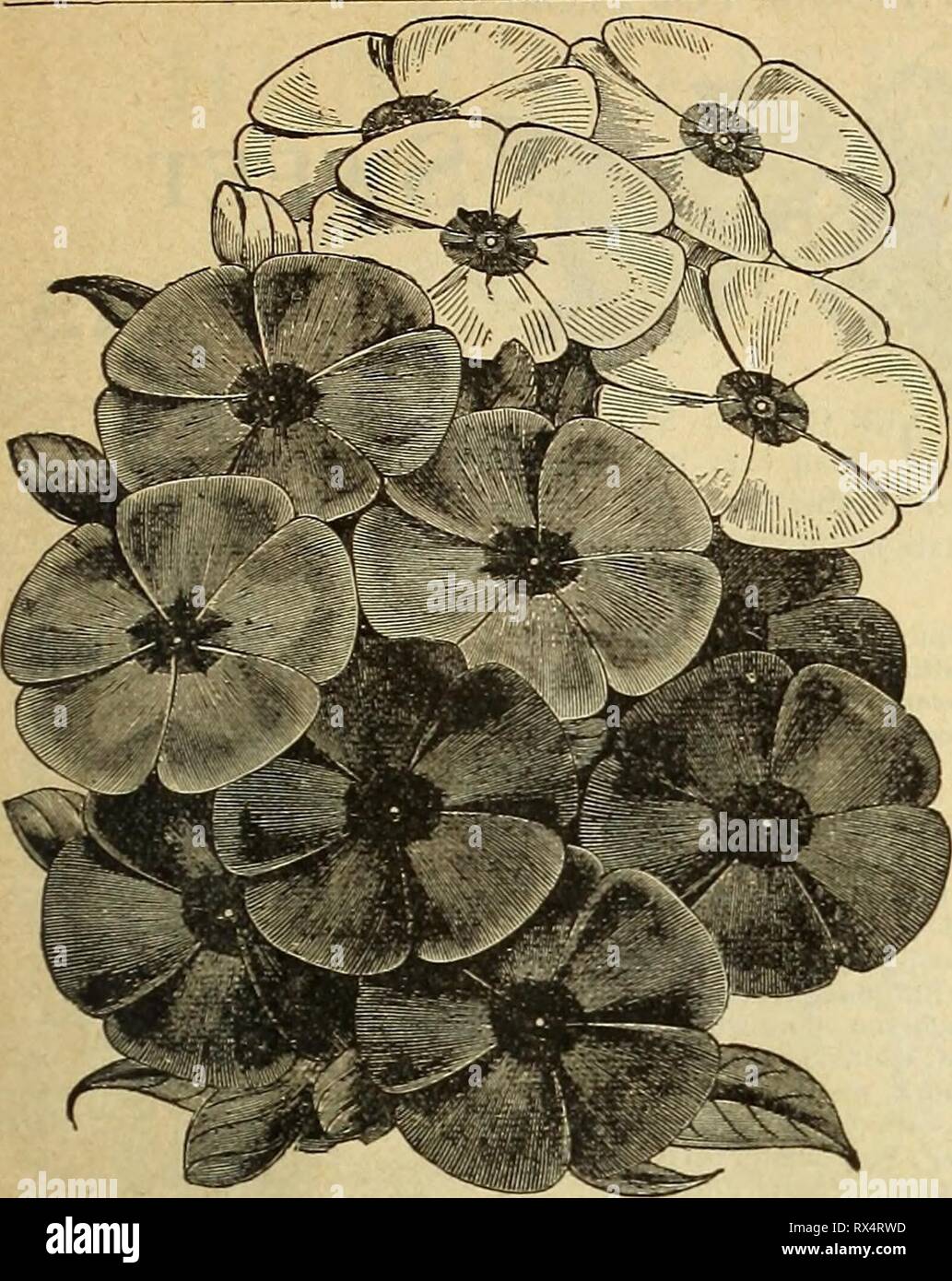 E H Hunt's catalogue (1895) E. H. Hunt's catalogue ehhuntscatalogu1895ehhu 0 Year: 1895  E. H. HUNT, CHICAGO, CATALOGUE FOR FLORISTS.   PHLOX DRUMMONDI. RICINUS (CASTOR OIL PLANT.) Per oz. Borboniensis 15 Gibsoni.. IS Per oz. Africanus 15 Sanguineus 10 Cambodgensis. (,U, Mixed lb., 75c. 10 PHLOX DRUMMONDI. Trade Pkt. Oz. White, Scarlet, Pink, each 10 60 Mixed.. : 10 40 Atropurpurea, blood red  10 GO Star of Quedlinburg 10 GRANDIFLORA; OR, LARGE-FL. VARIETIES. Alba, white; Coccinea, scarlet; Rosea, pink, each 10 1.00 Splendens, crimson, white eye 10 1.00 Isabellina, yellow 15 1.50 Grandiflora M Stock Photo