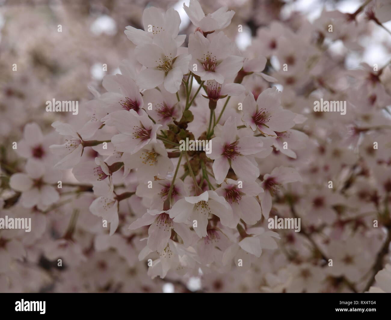 Cherry blossom scene hi-res stock photography and images - Alamy