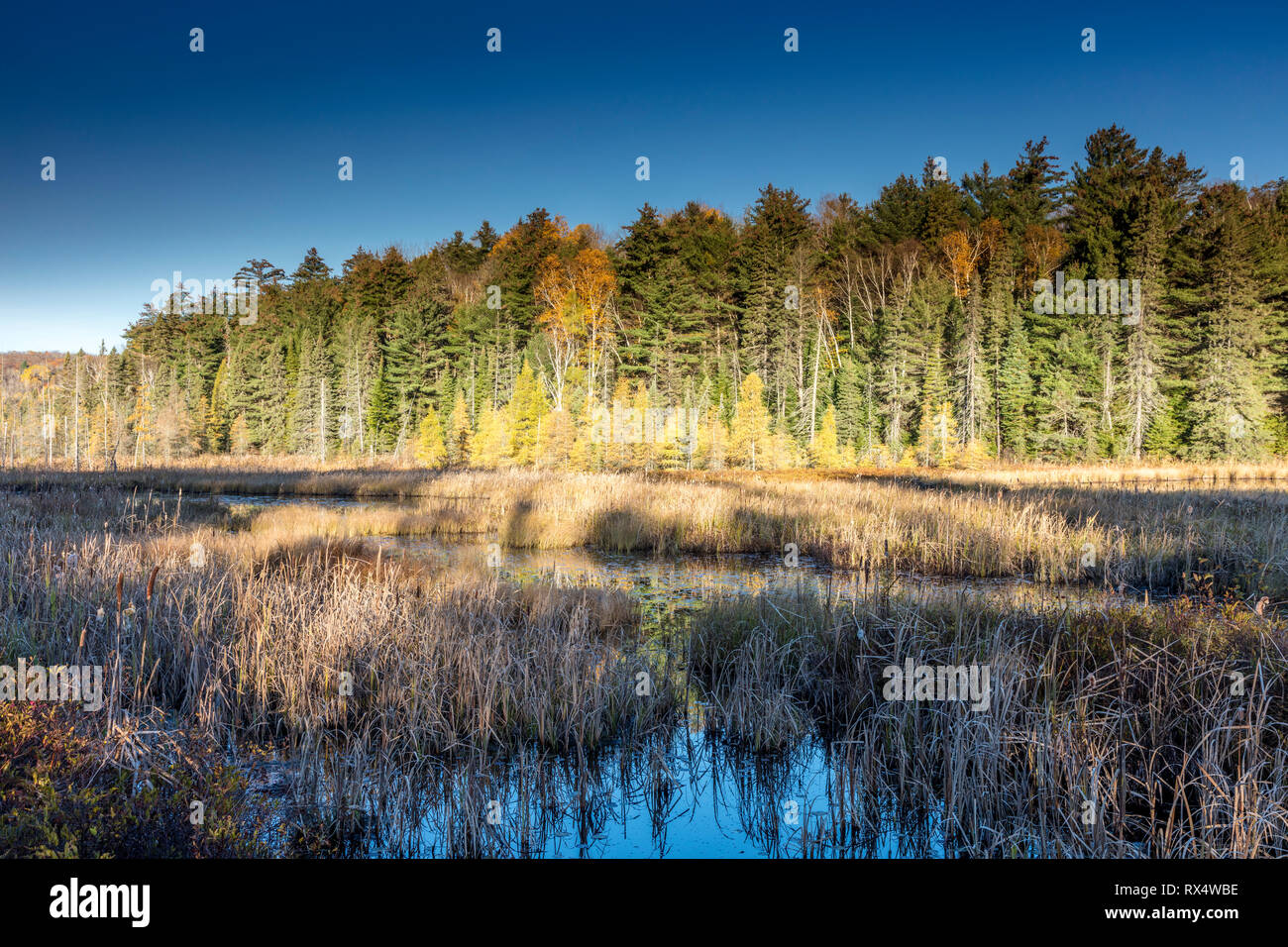 Wetlands in Autumn in Algonquin Provincial Park, Ontario, Canada Stock Photo