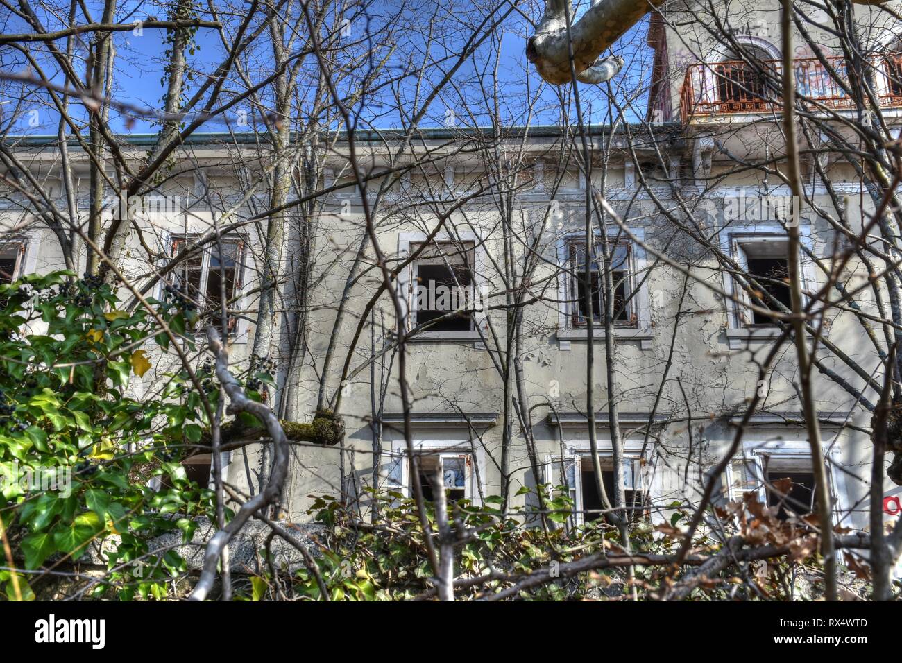 Birma Katze High Resolution Stock Photography And Images Alamy