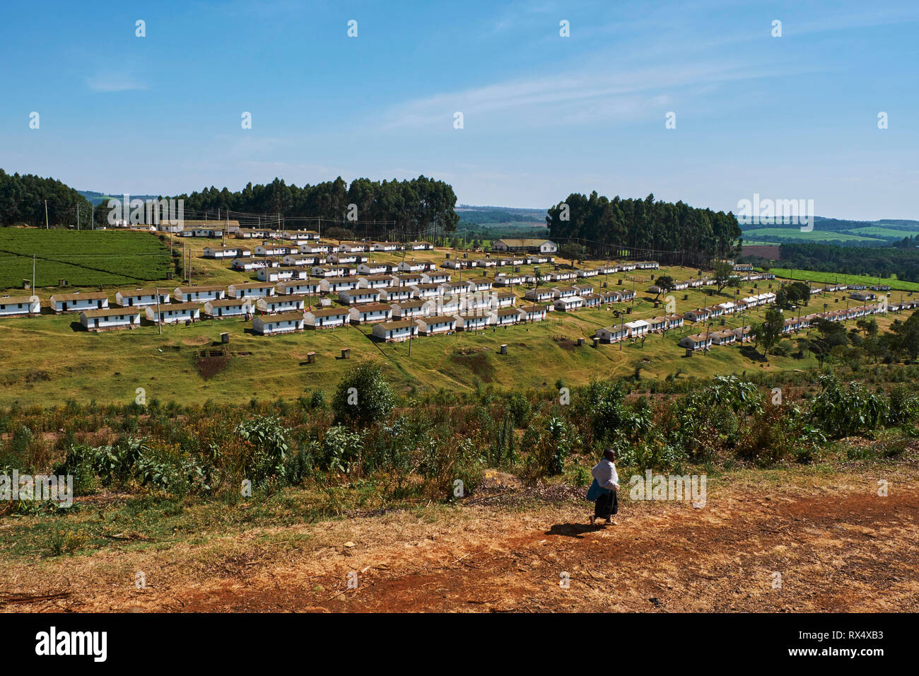 Kenya Kericho County Kericho Tea Picker Village Stock Photo Alamy kenya-kericho-county-kericho-tea-picker-village-stock-photo-alamy