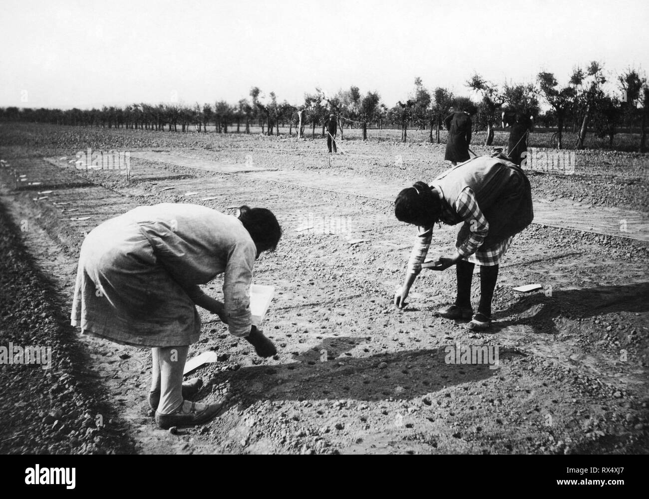 farmers during sowing, tuscany, italy 1920 1930 Stock Photo Alamy