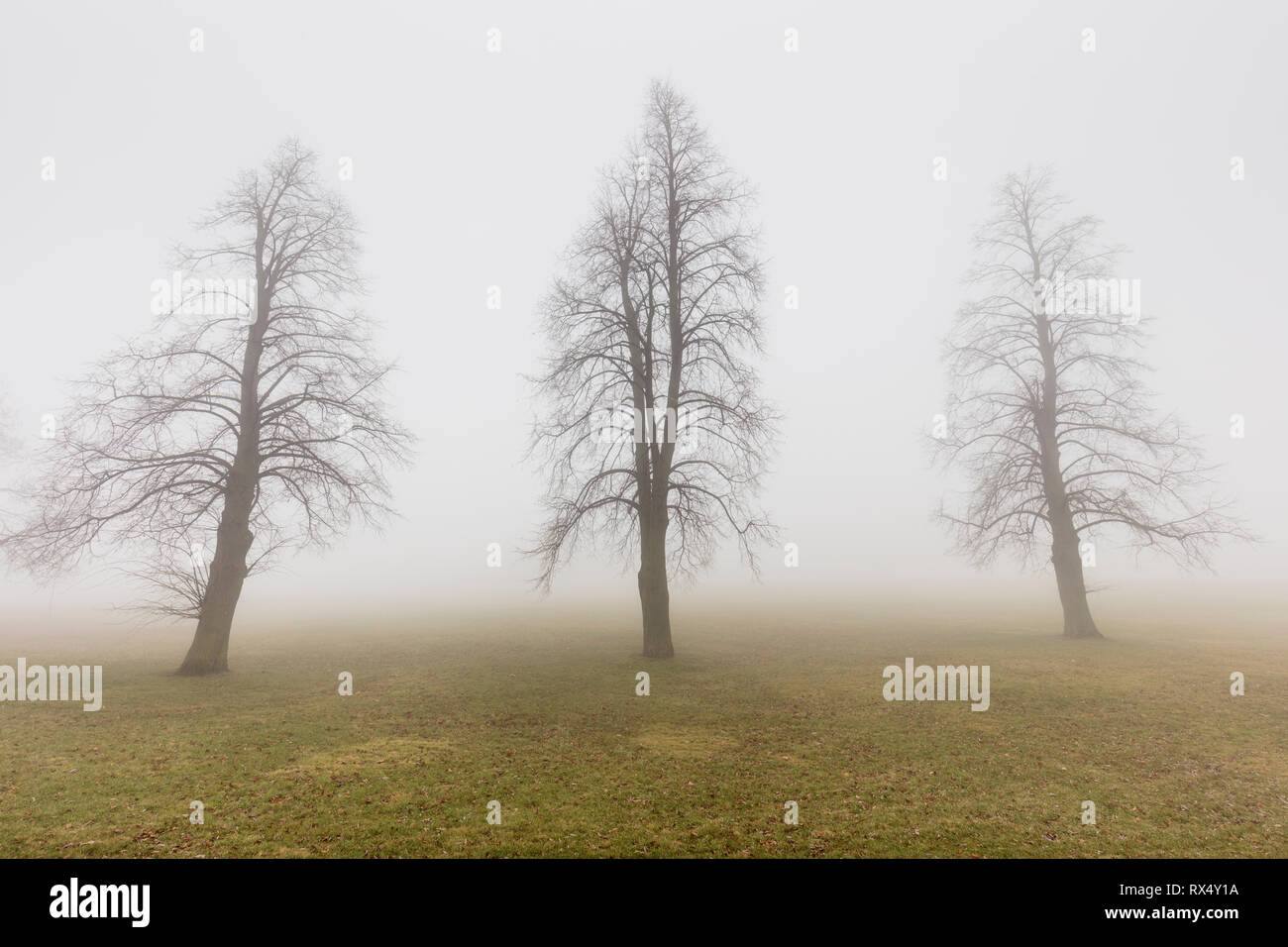 Trees in the fog, Cathedral Bluffs Park, Toronto, Ontario, Canada Stock Photo