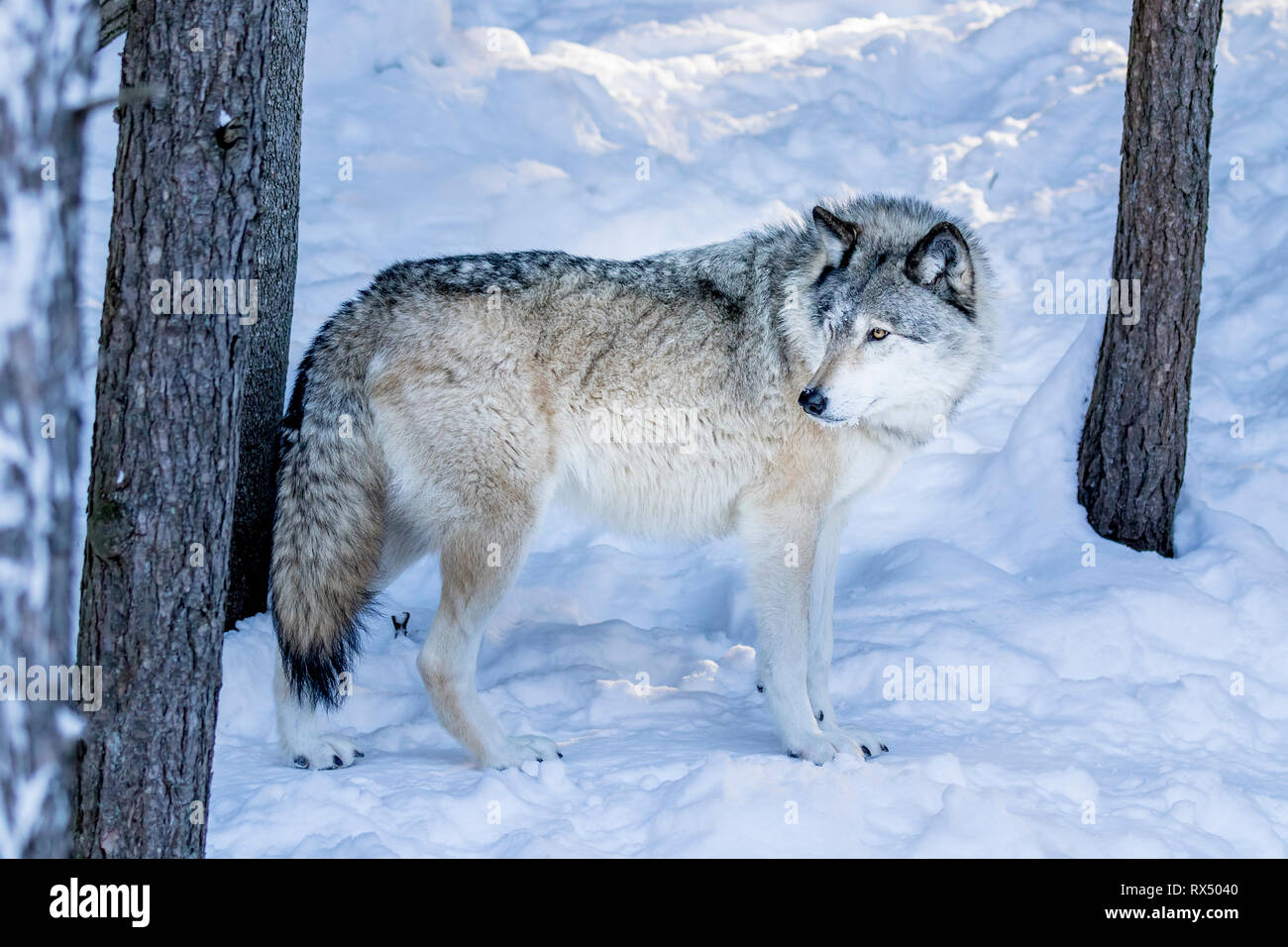 Grey Wolf (Canis lupus) in winter, Parc Omega, Quebec, Canada Stock Photo