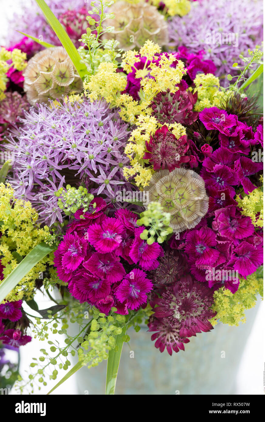 Allium and alchemilla mollis hi-res stock photography and images - Alamy