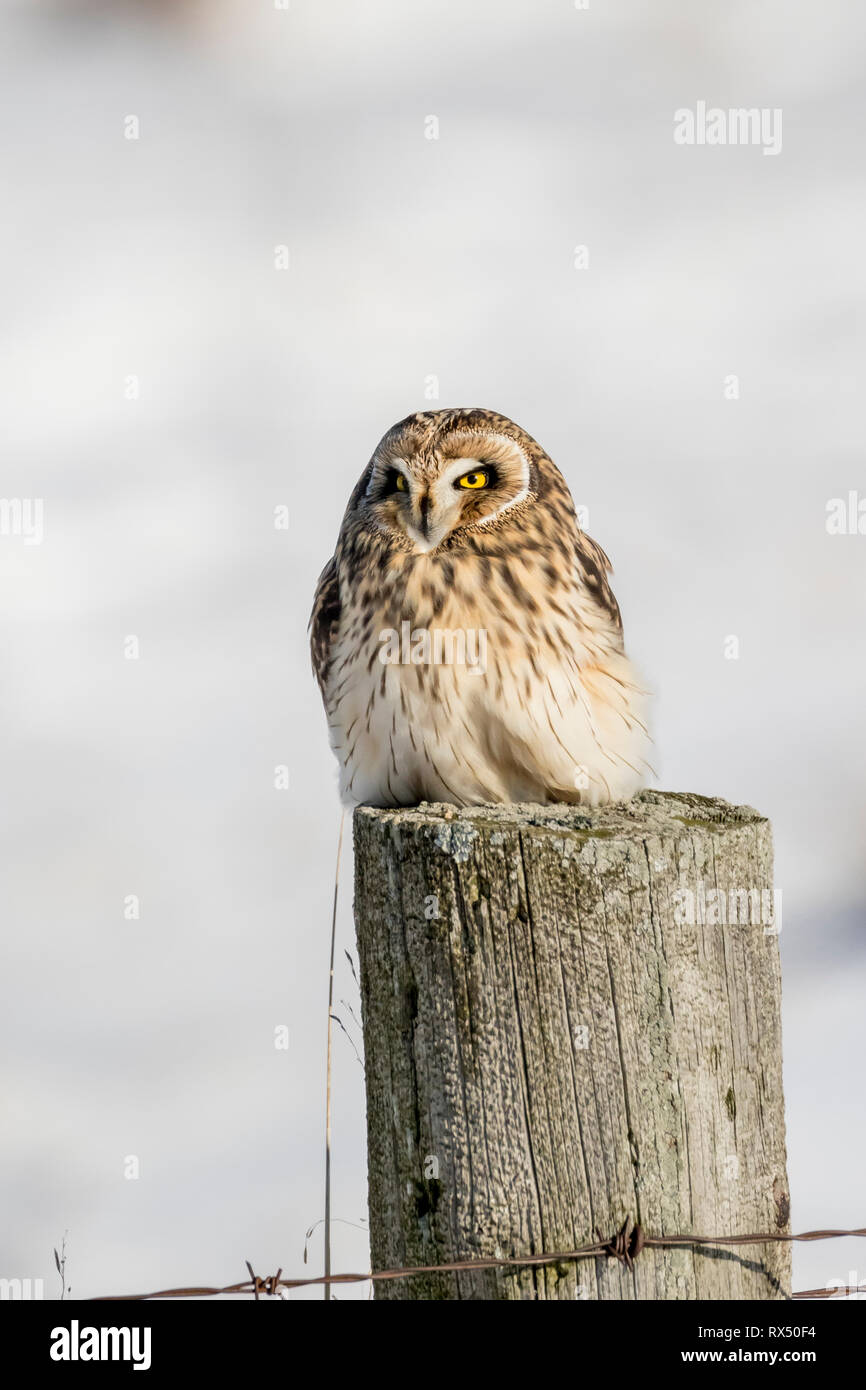 Short-eared Owl (Asio flammeus) in winter, Wolfe Island, Ontario, Canada Stock Photo