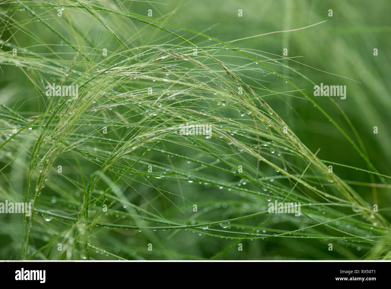 botany, feather grass in the rain, Caution! For Greetingcard-Use / Postcard-Use In German Speaking Countries Certain Restrictions May Apply Stock Photo