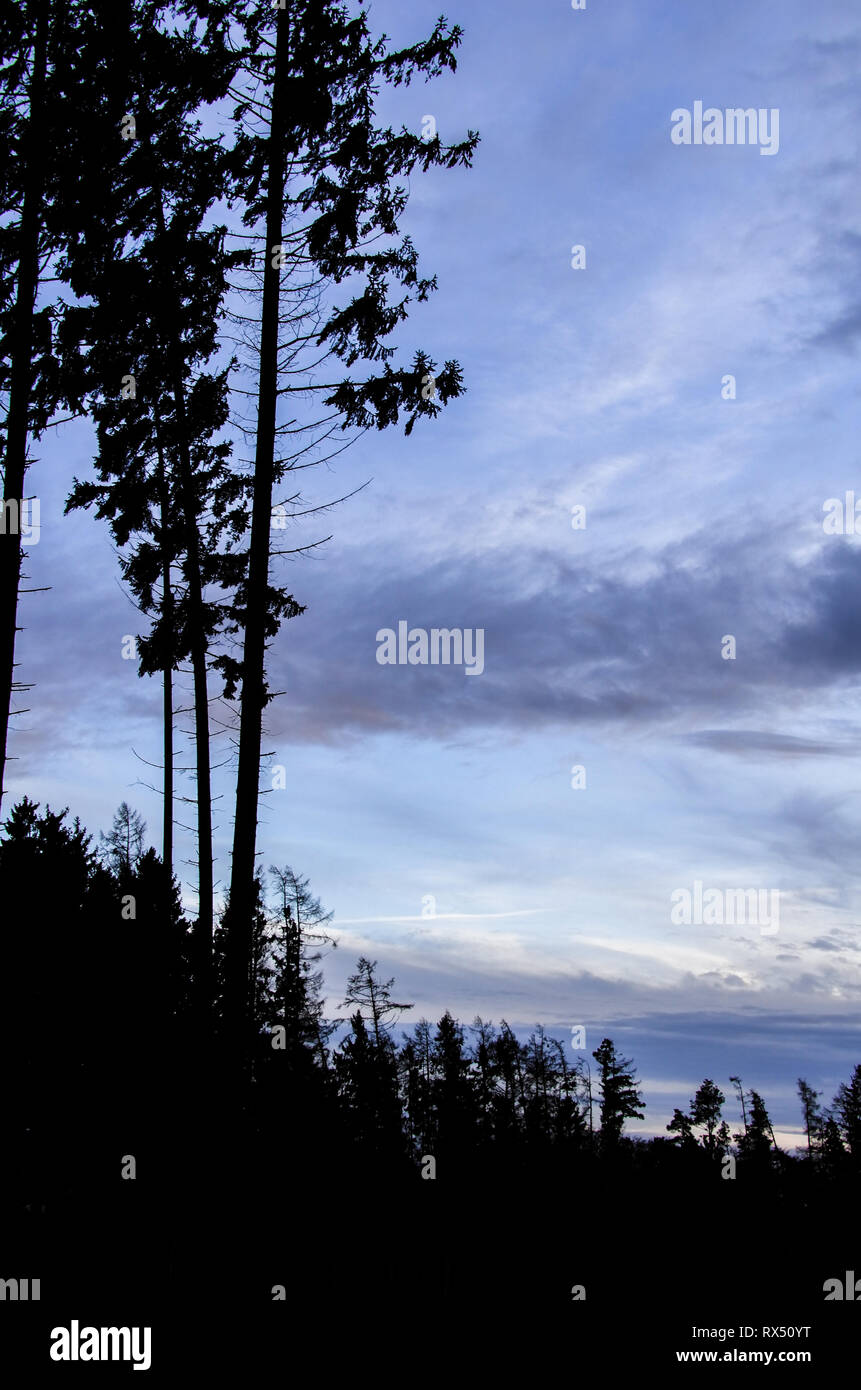 Baum/Wald - Silhouetten vor einem grauen Wolken Himmel Stock Photo