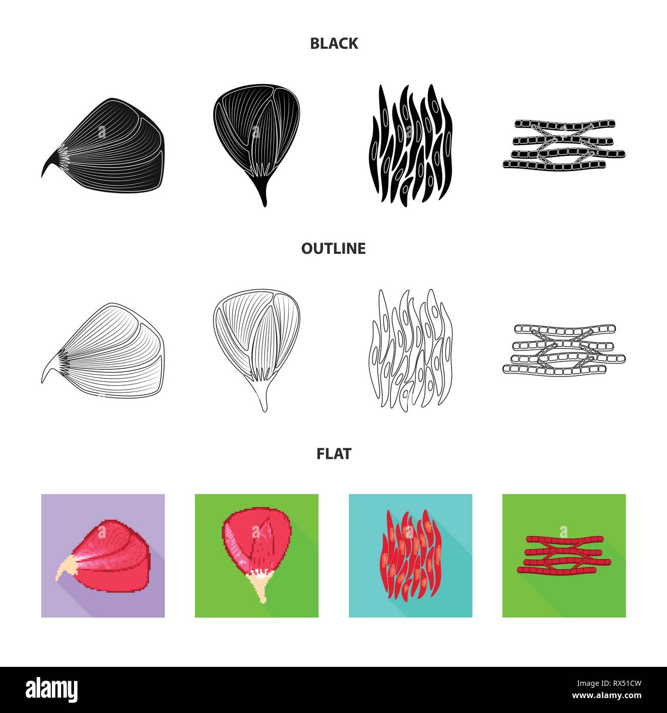 Vector design of fiber and muscular icon. Set of fiber and body vector ...