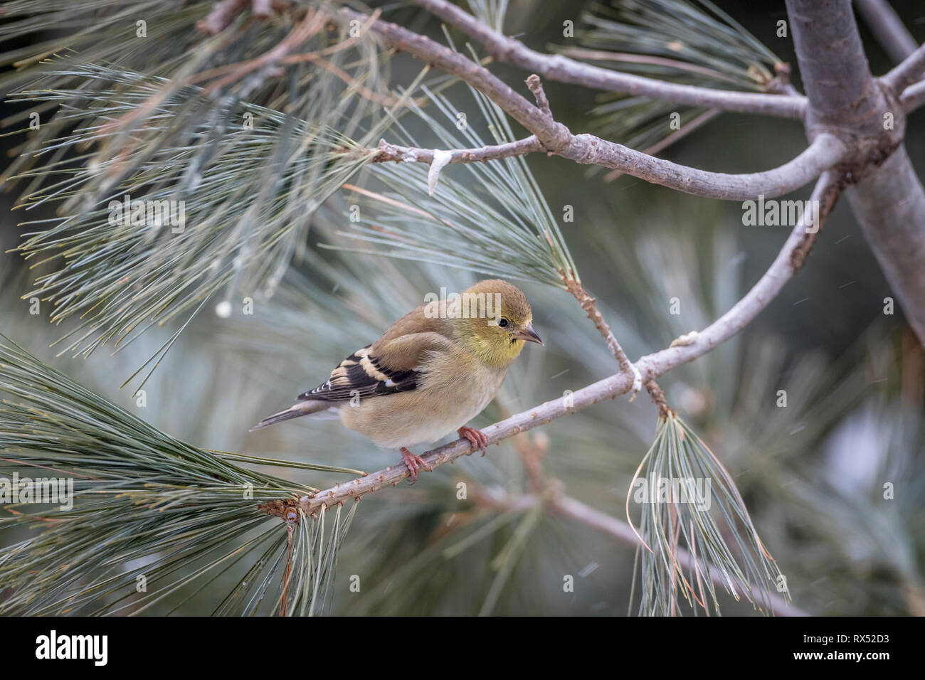American Goldfinch (Spinus tristis), Algonquin Provincial Park, Ontario, Canada Stock Photo