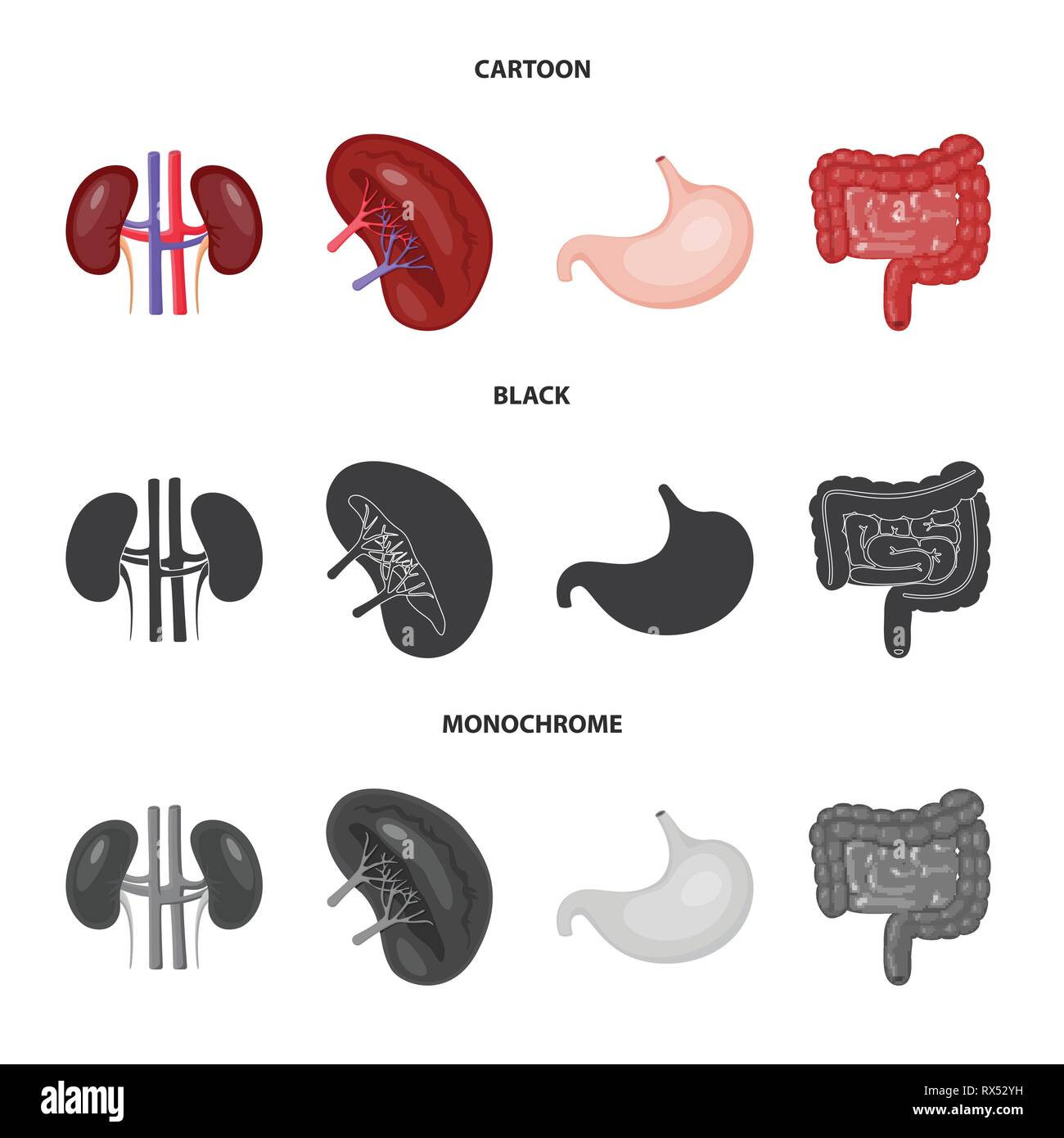 kidney,stomach,urinary,digestive,beans,gastric,intestine,transplant