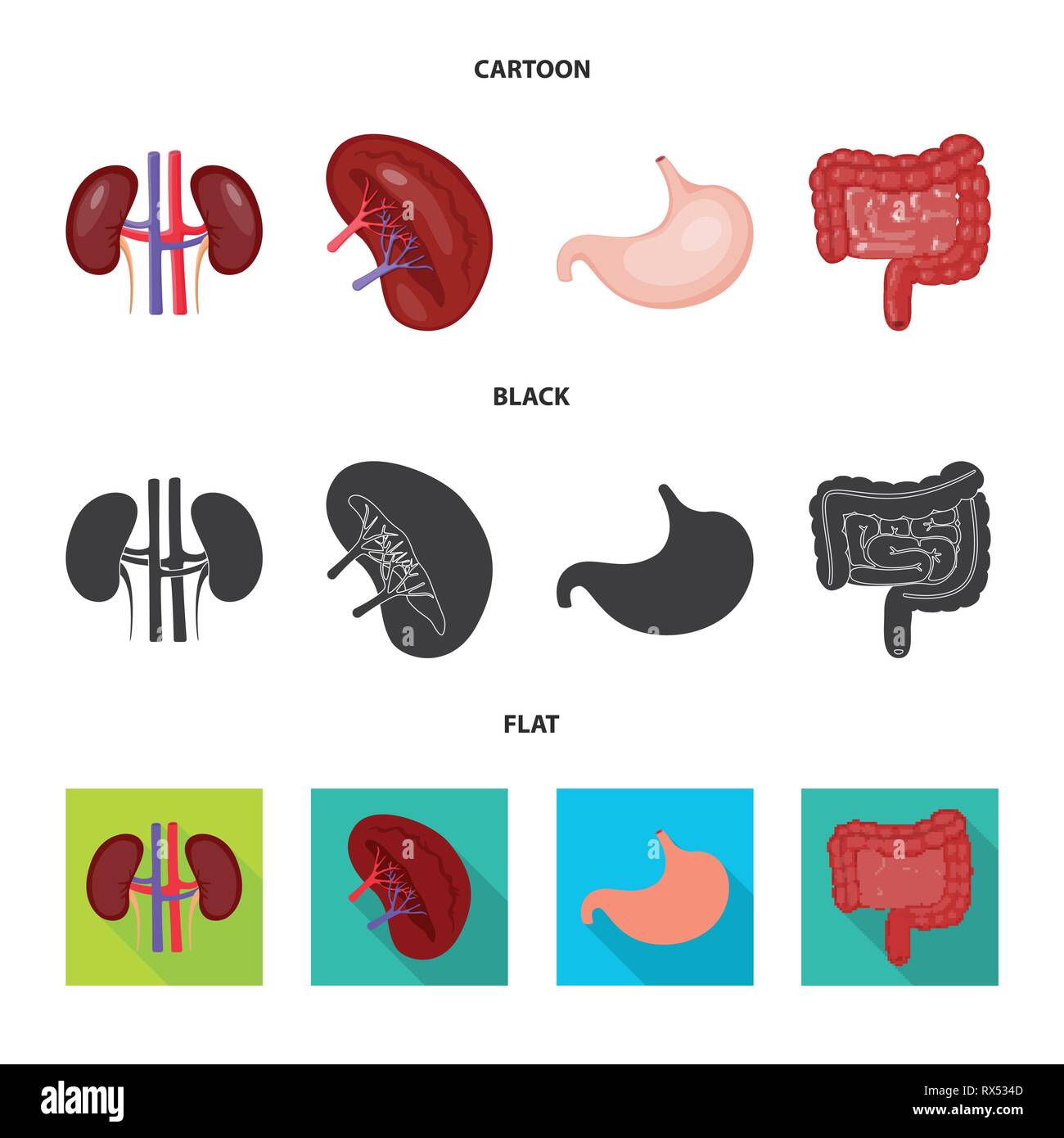 kidney,stomach,urinary,digestive,beans,gastric,intestine,transplant