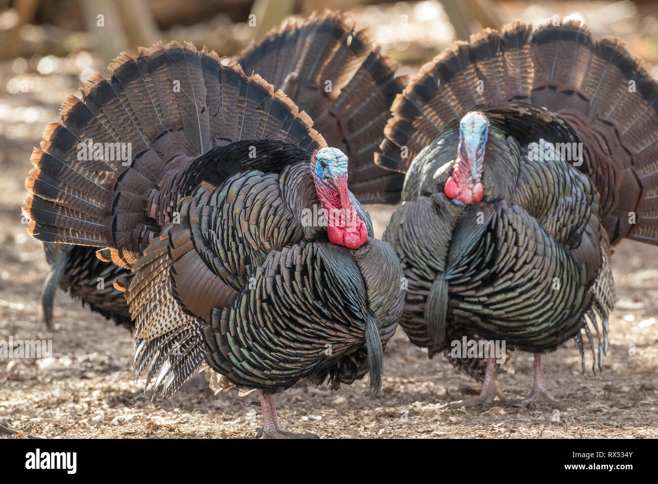 Male Wild Turkeys (Meleagris gallopavo) with tails fanned, Lynde Shores Conservation Area, Whitby, Ontario, Canada Stock Photo