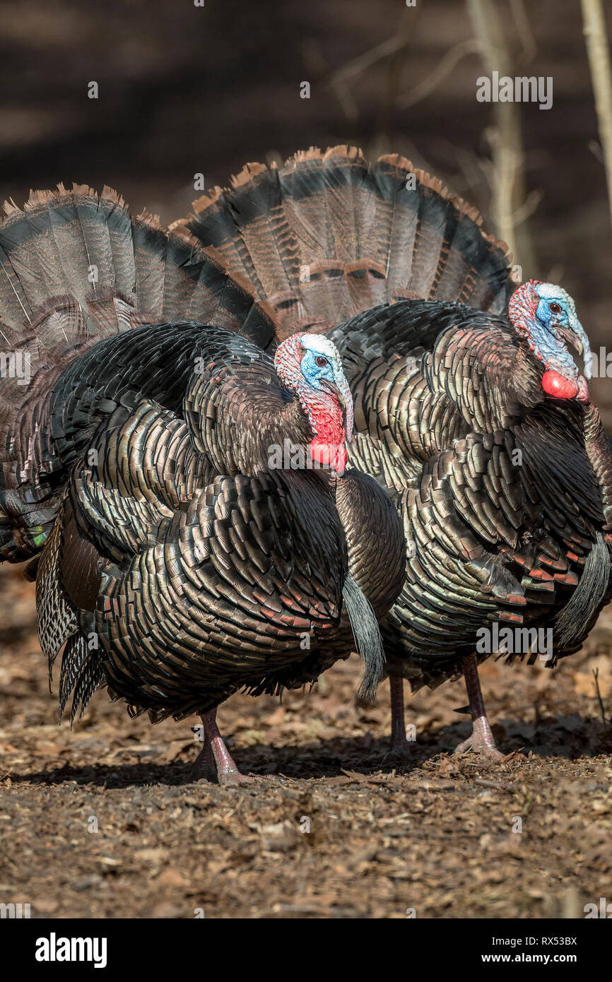 Male Wild Turkeys (Meleagris gallopavo) with tails fanned, Lynde Shores Conservation Area, Whitby, Ontario, Canada Stock Photo