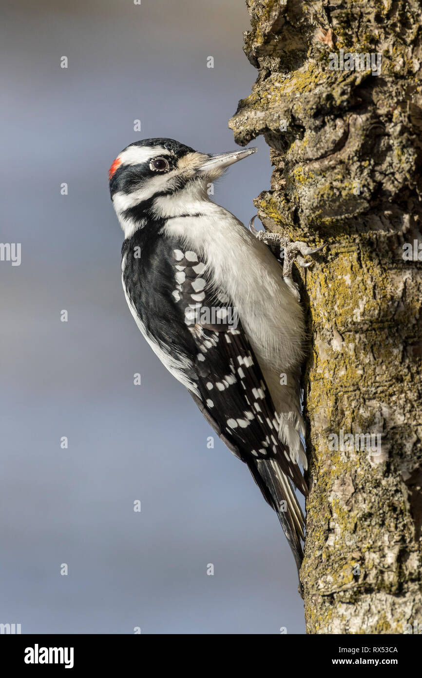 Male Hairy Woodpecker (Picoides villosus), Lynde Shores Conservation Area, Whitby, Ontario, Canada Stock Photo