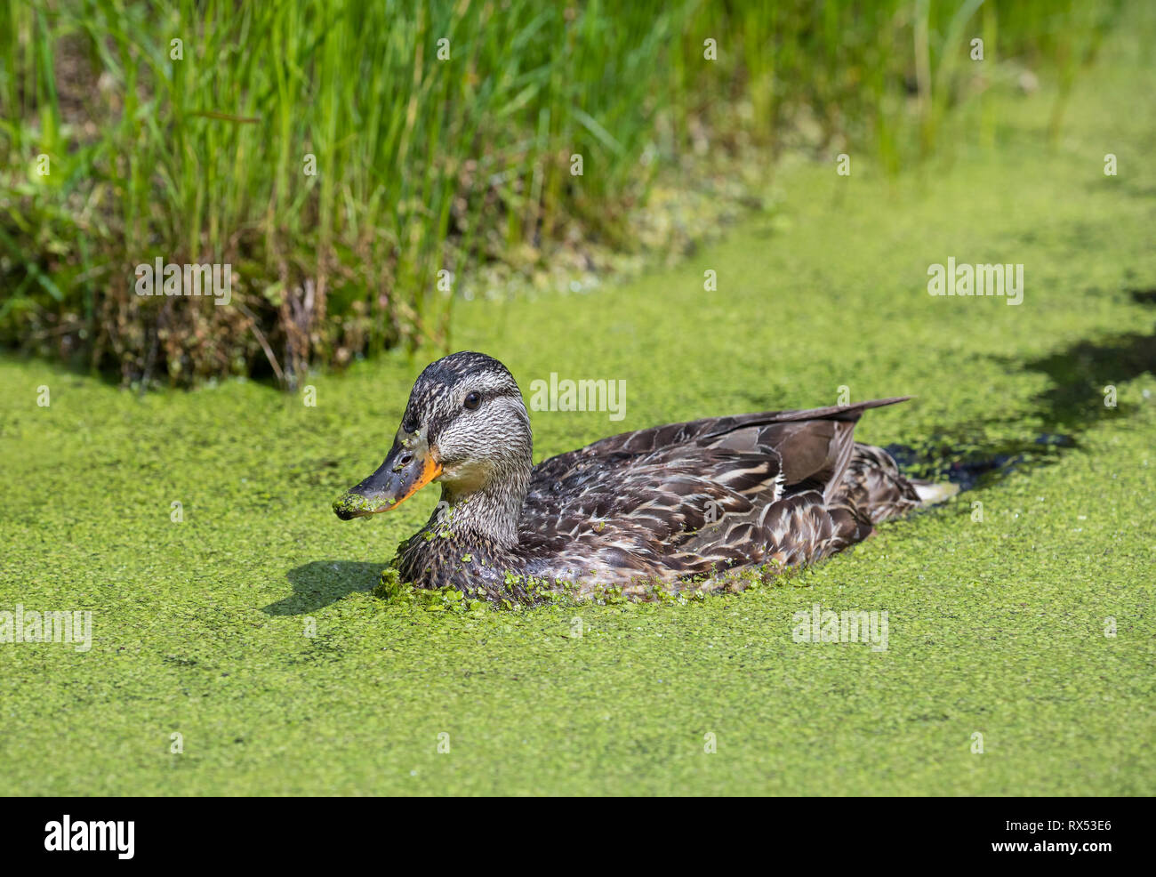 A female Mallard duck swimming through a thick coating of Duckweed Stock Photo
