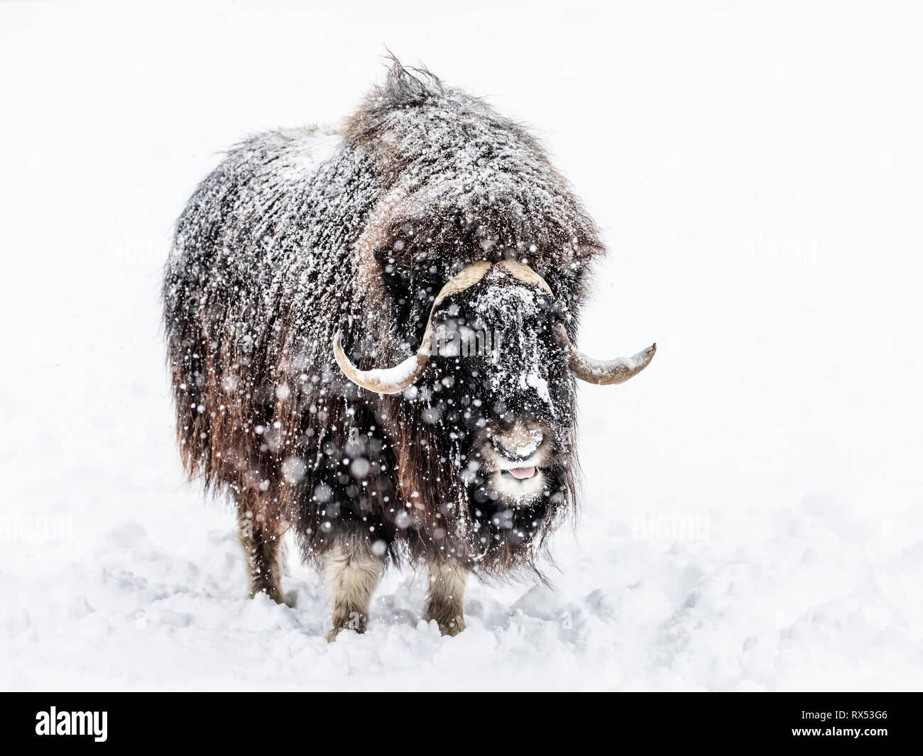 Muskox, Ovibos moschatus, in a winter snow storm or blizzard, captive animal, Manitoba, Canada. Stock Photo