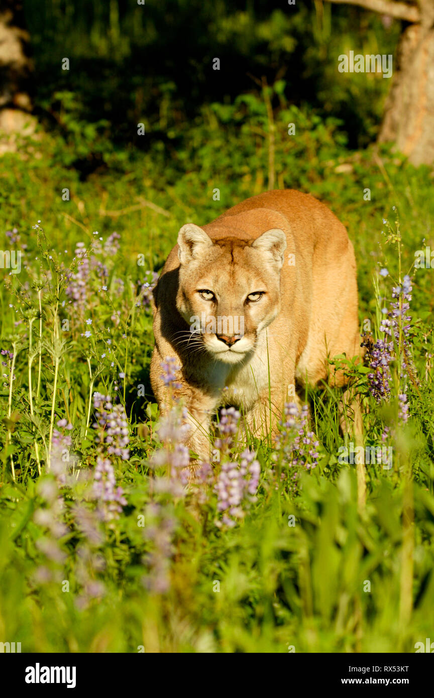 Cougar, Puma concolor, in spring meadow with lupines, Montana, USA Stock Photo