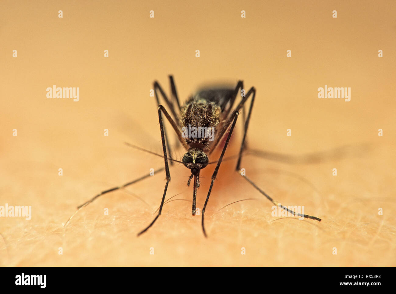 Mosquito, Aedes sp., head on, showing mouthparts, preparing to feed on human, Saskatchewan, Canada Stock Photo