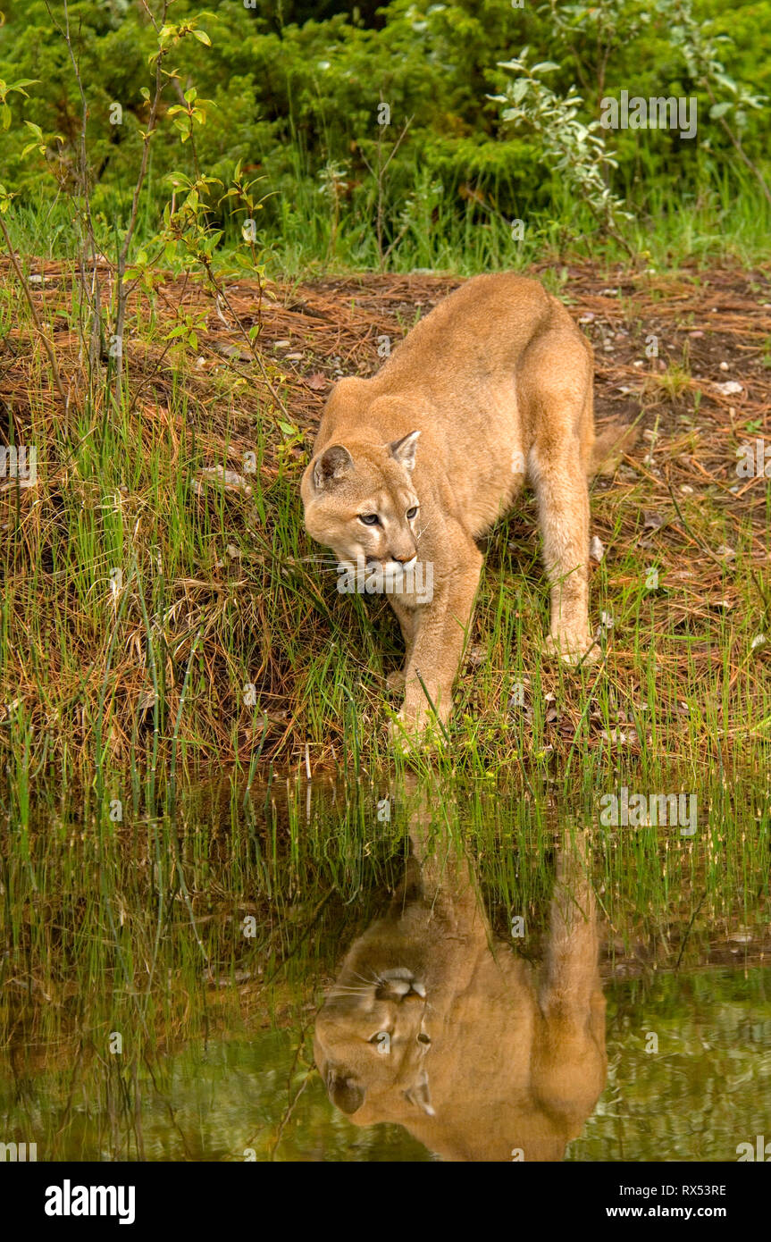 Cougar, Puma concolor, at edge of pond, Montana, USA Stock Photo