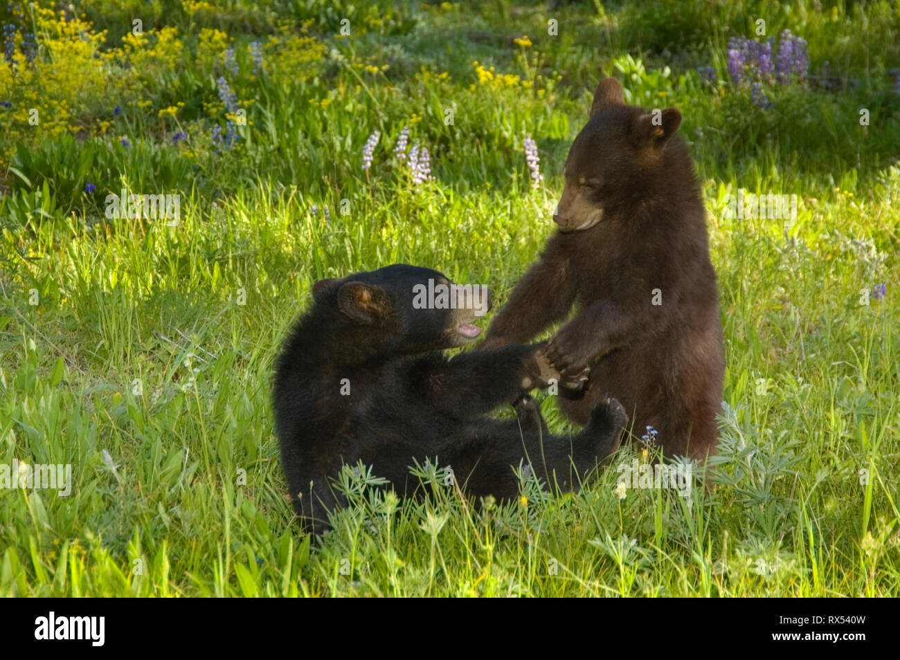 Black bear cubs, Ursus americanus, play in spring meadow, Montana, USA Stock Photo