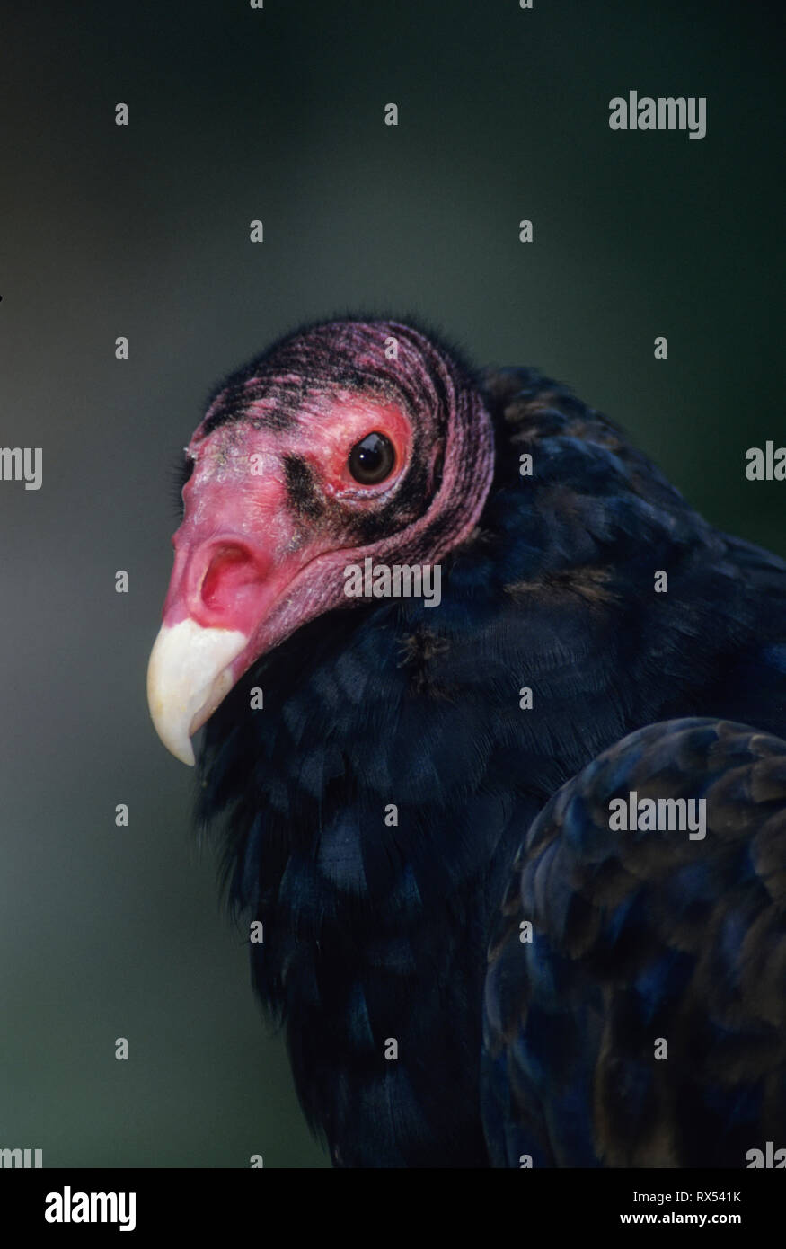 Turkey Vulture, Cathartes aura, portrait, captive, Alberta, Canada Stock Photo