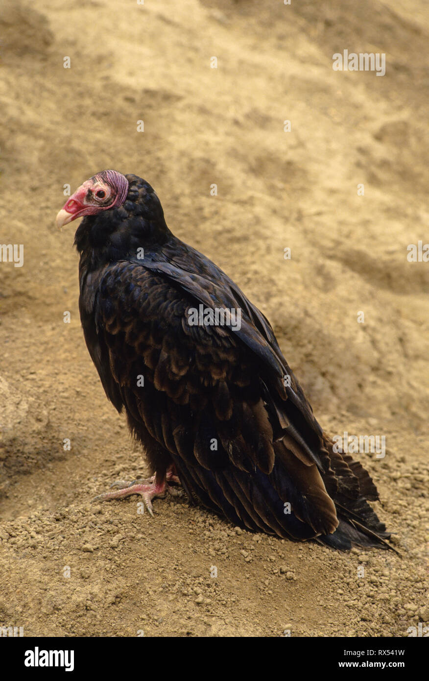 Turkey Vulture, Cathartes aura, portrait, captive, Alberta, Canada Stock Photo