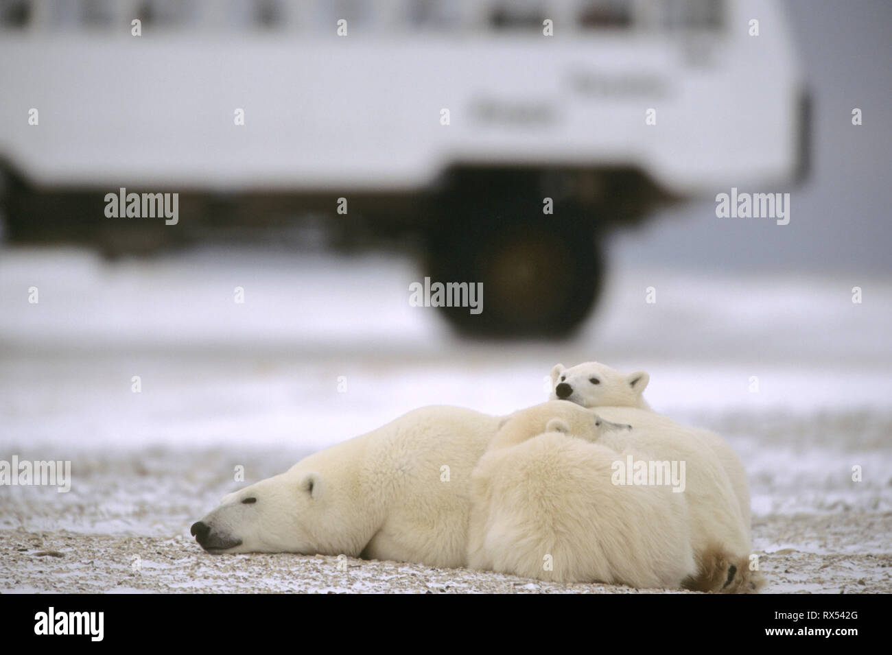 Polar Bear mother and 2 cubs, Ursus maritimus, sleep near Tundra Buggy®, near Churchill, Manitoba, Canada Stock Photo