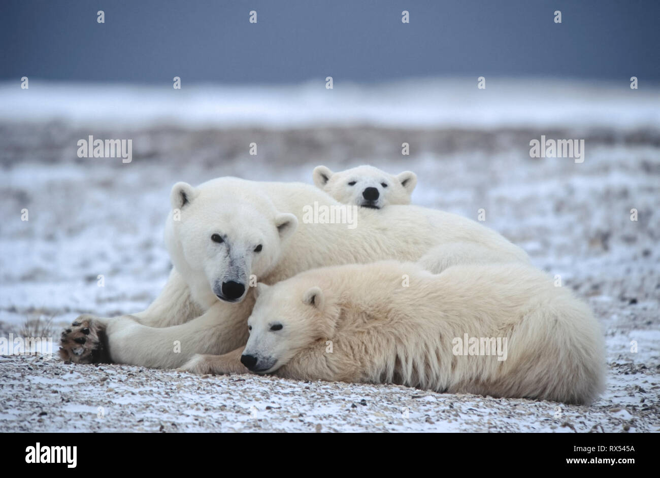 Polar bear mother and cubs, Ursus maritimus,resting, Churchill, Manitoba, Canada Stock Photo