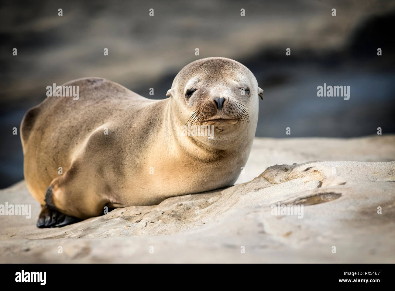 California sea lion (Zalophus californianus), La Jolla, Southern California, USA Stock Photo