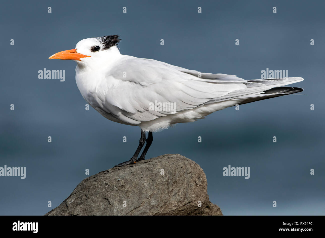 Royal Tern (Thalasseus maximus), La Jolla, Southern California, USA Stock Photo