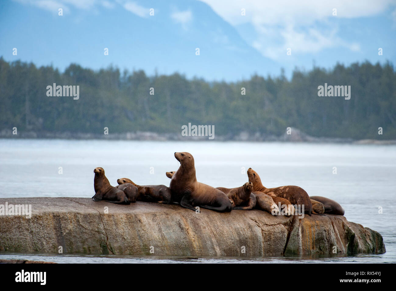 Stellar Sea Lions (Eumetopias jubatus), Johnstone Straight, Vancouver Island, BC Canada Stock Photo