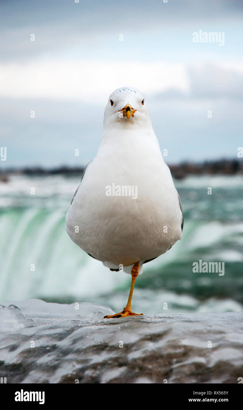 Seagull (Ring-billed Gull) standing on one leg frozen icy fence near Niagara Falls Stock Photo