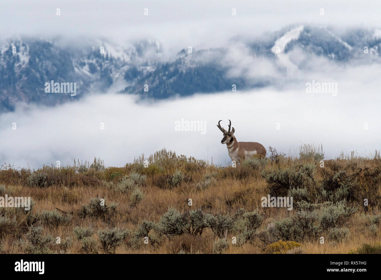 Pronghorns (Antilocapra americana) in sage against foggy mountains, Grand Teton Naitonal Park, Wyoming, USA Stock Photo