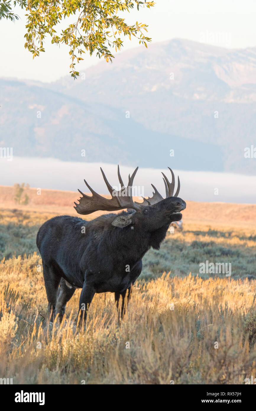 Bull Shiras Moose (Alces alces sherasi), standing in autumn scrubland at Grand Teton National Park, Wyoming. Stock Photo