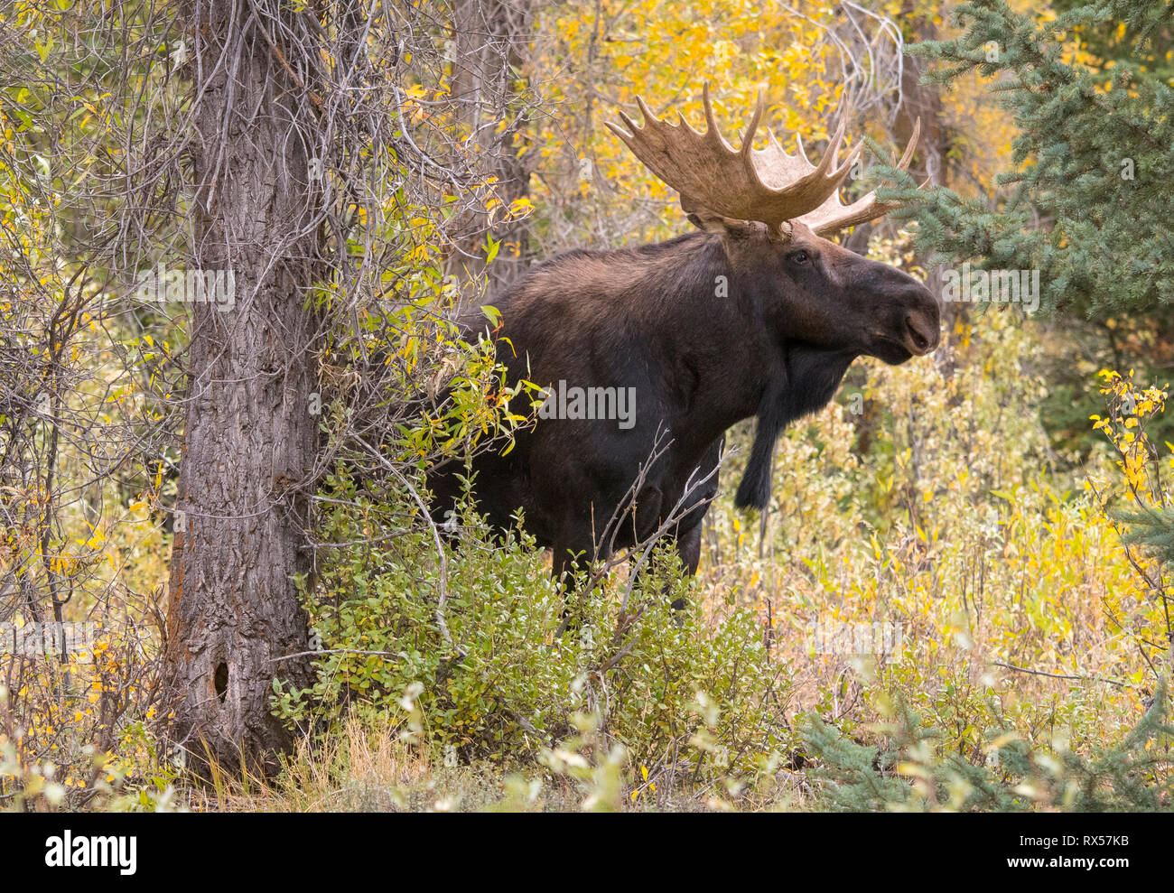 Bull Shiras Moose (Alces alces sherasi), Grand Teton National Park, Wyoming., autumn Stock Photo