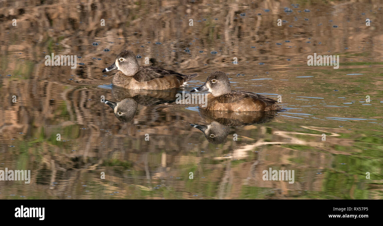Female Ring-necked ducks (Aythya collaris), a diving duck commonly found in freshwater ponds.  Bubbling Ponds Preserve (Audubon Society), Sedona, AZ. Stock Photo