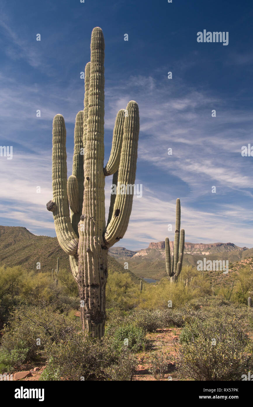Saguaro Cactus (Carnegiea gigantea) along the 40 Mile Apache Trail, or AZ 88 as it is officially known, with Theodore Roosevelt Lake, winds through the Superstition Mountains and Tonto National Forest, out of Phoenix, AZ. Stock Photo