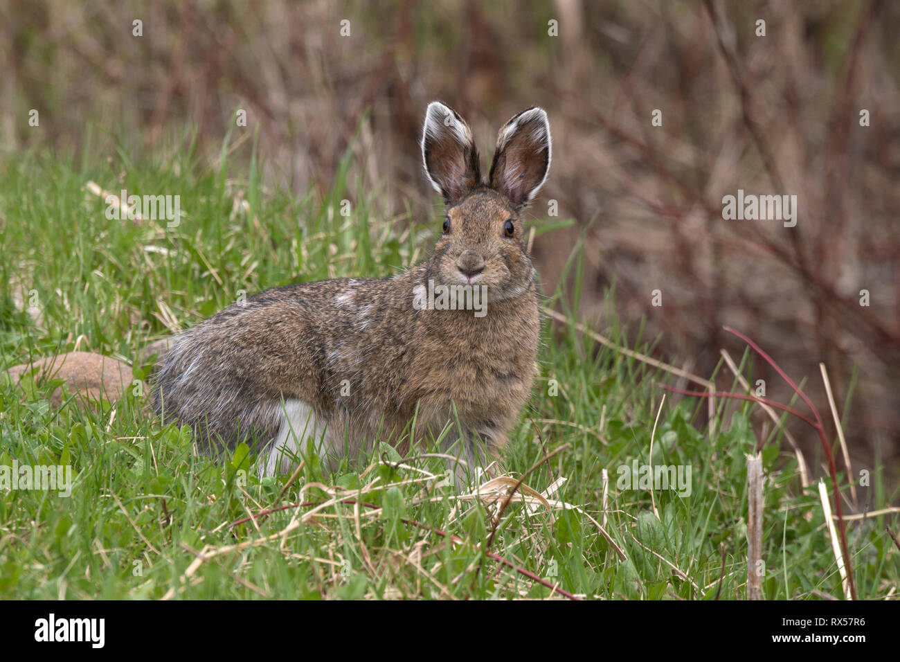 Snowshoe hare or varying hare (Lepus americanus), spring, near Lake Superior, Canada. Stock Photo