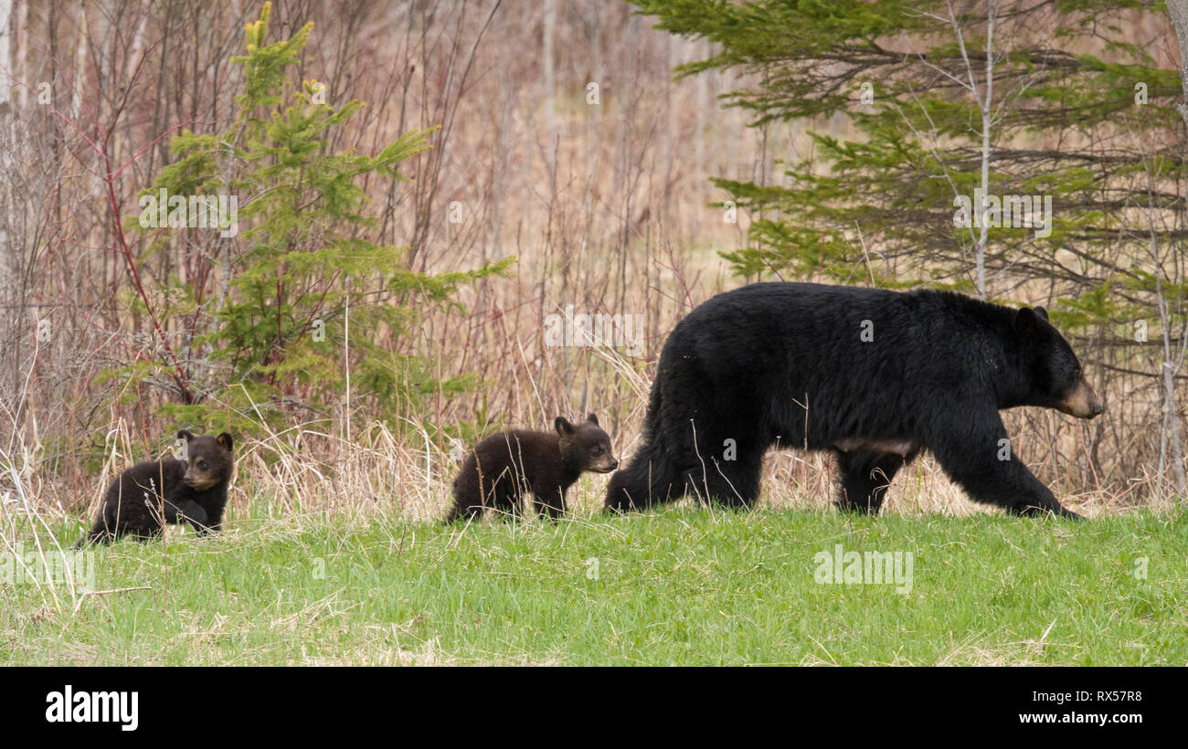 Wild American black bear (Ursus americanus) with new cubs, near Lake Superior, Canada Stock Photo