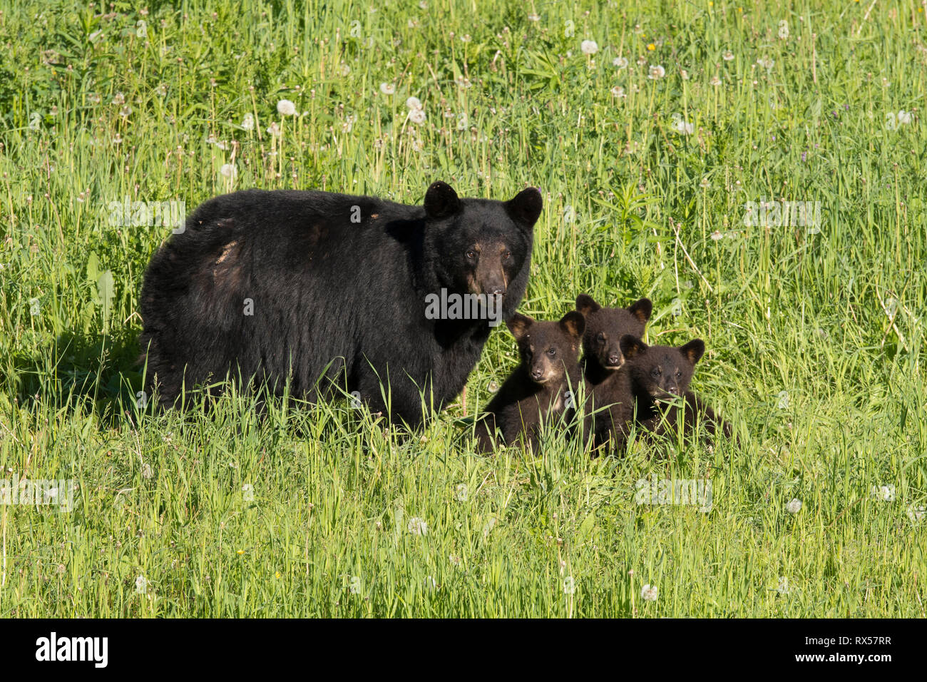 Wild American black bear (Ursus americanus), mother and cubs, summer, near Thunder Bay, Ontario Stock Photo