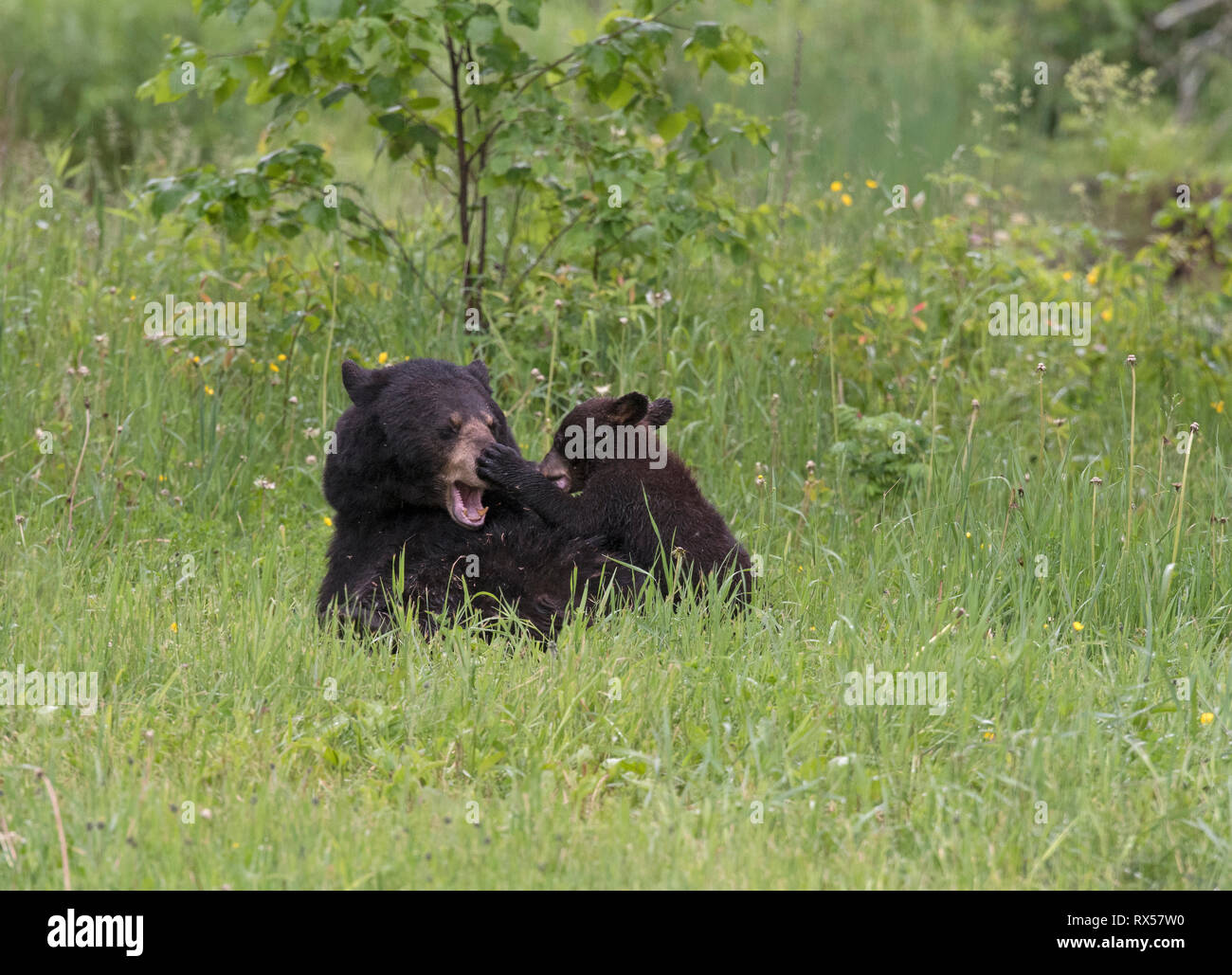 American black bear (Ursus americanus), mother and cub play wrestling, summer, near Thunder Bay, Ontario Stock Photo