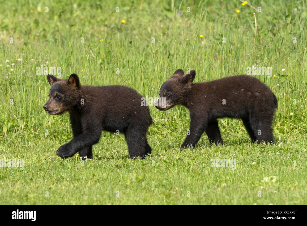 American black bear cubs (Ursus americanus), summer, near Thunder Bay, Ontario Stock Photo