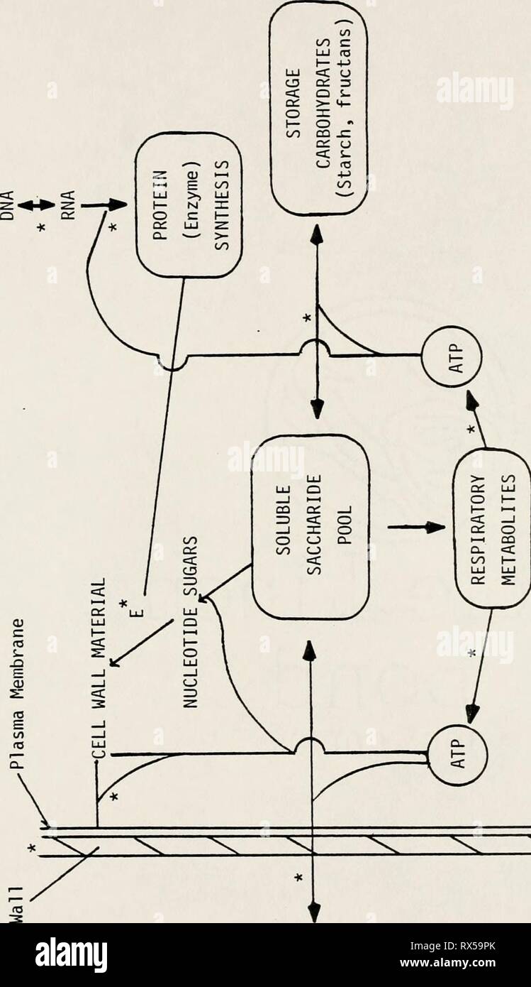 Effect of gibberellic acid and Effect of gibberellic acid and 2,4-dichlorophenoxyacetic acid on waterhyacinth, Eichhornia crassipes (Mart.) Solms effectofgibberel00joyc Year: 1982  19   -a o Â« c X 0) s- o +J 0) +-&gt; &lt;u &lt;D CO -a iâ 00 - CO CO LU CO ZiZ cc o 1â - rs =&gt; CO CO a o o 1â a: o a. 31 a. oj 00 iâ +-&gt;   3 o s- C7&gt; c 'Iâ  C o r. â¢^ c 4-&gt; 01 Â«3 E -U -t- C 3 0) 10 oo^ ai s  E a o a&gt; s  1-4- 0'0 â¢p- 0J +-&gt; ^* CB4- E r- (U'd â C o OS CO- -H 03 S- 3 cn Stock Photo