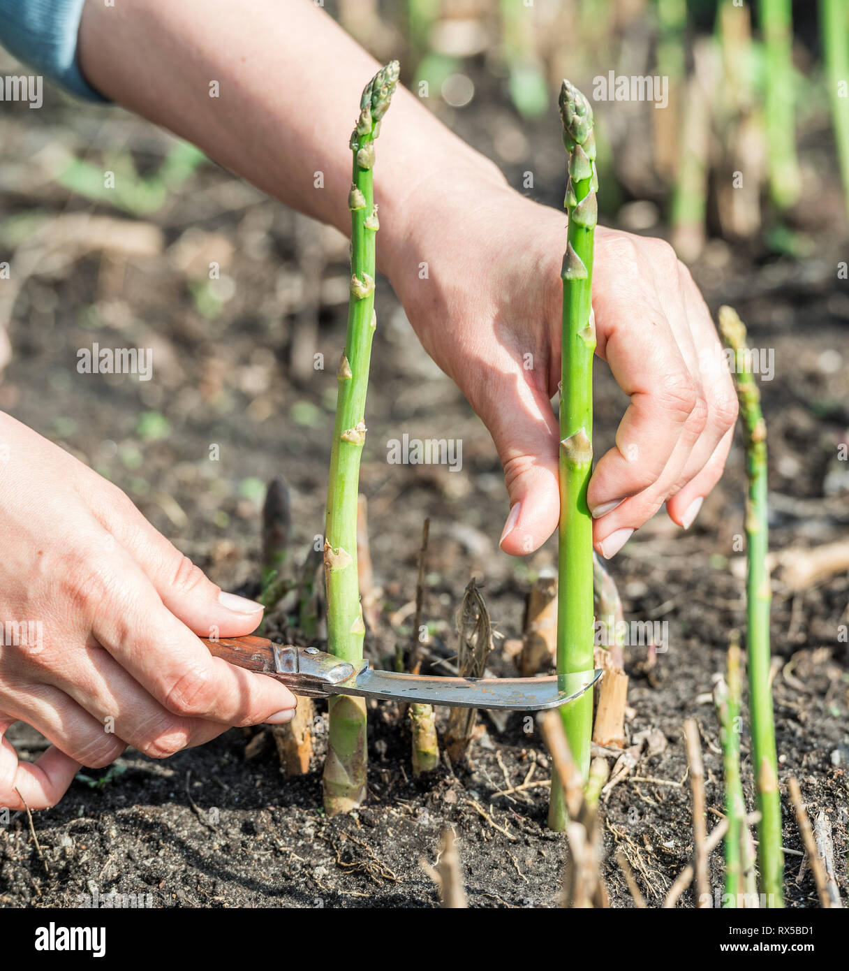 Process of harvesting of green asparagus in the garden Stock Photo Alamy