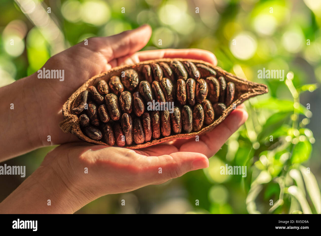 Cocoa pods with dry cocoa beans in the male hands. Nature background. Stock Photo
