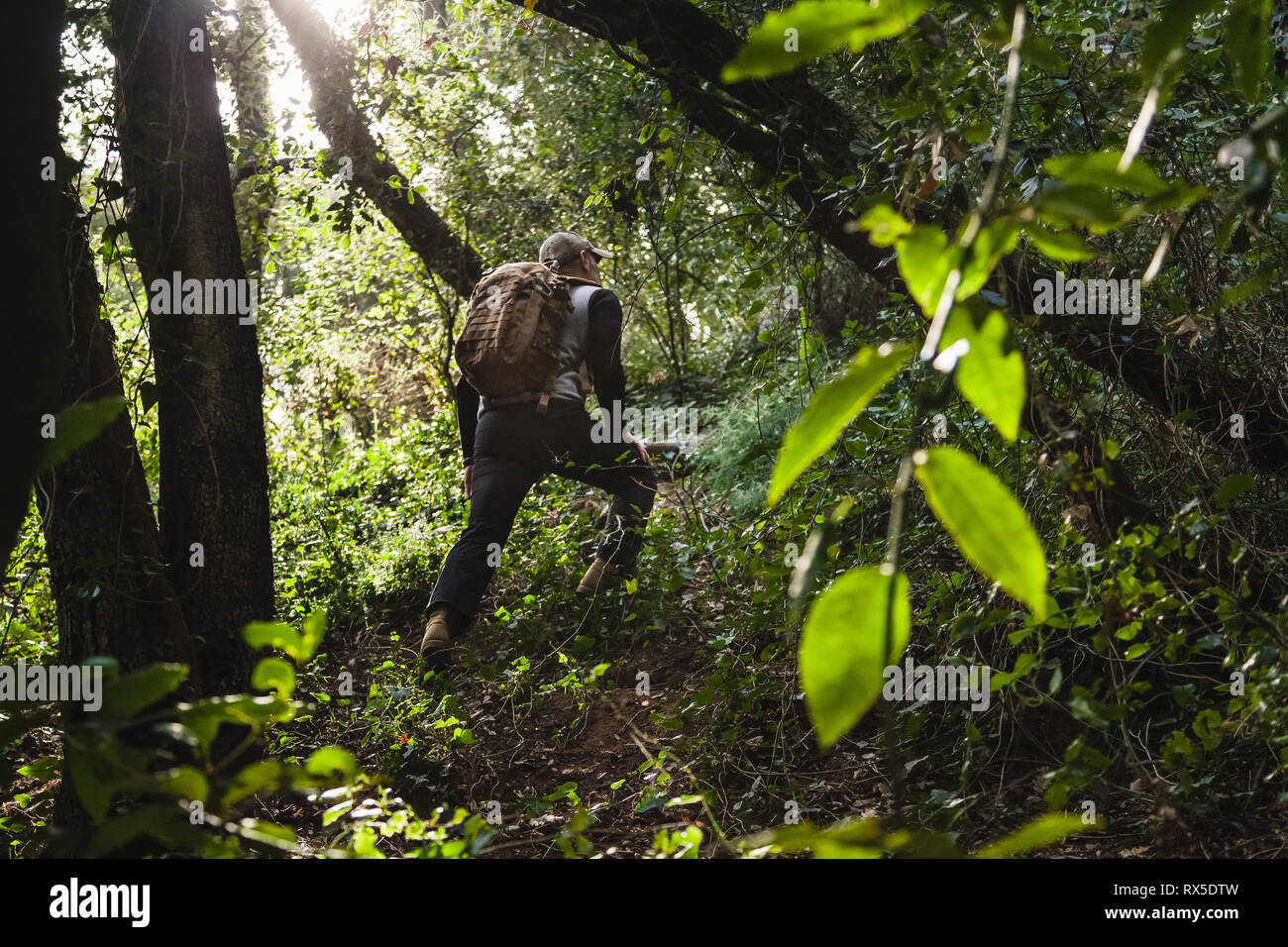 Hiker with backpack in a beautiful wild forest with sunlight, fresh green colors Stock Photo