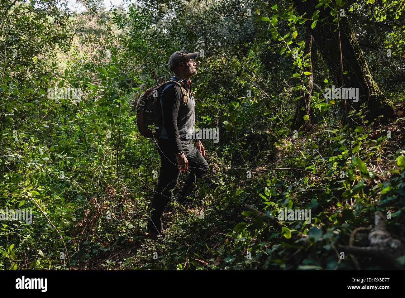 Hiker with backpack in a beautiful green forest with sunlight, climbing ...